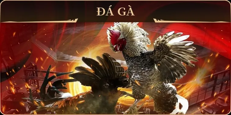 Hướng Dẫn Cách Chơi Đá Gà GA28 Tại K9Win Dành Cho Bet Thủ