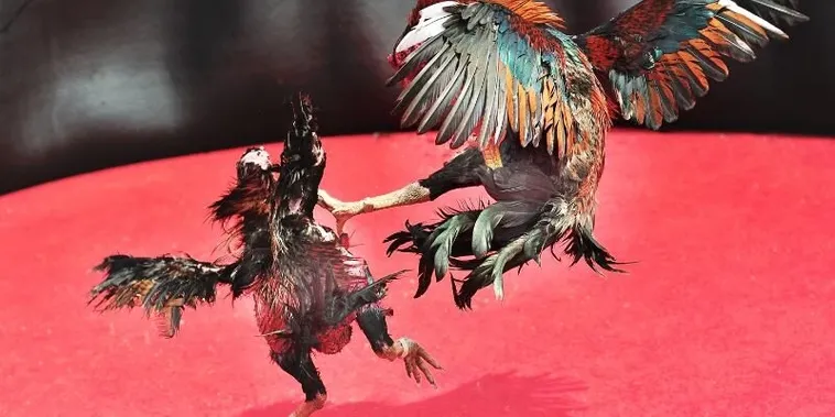 Hướng Dẫn Cách Chơi Đá Gà Sabong Tại K9Win Chuẩn Philippines