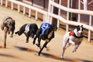 Chinh Phục Game Nhanh Đua Chó Tại K9Win Với Những Chiến Thuật Đỉnh Cao