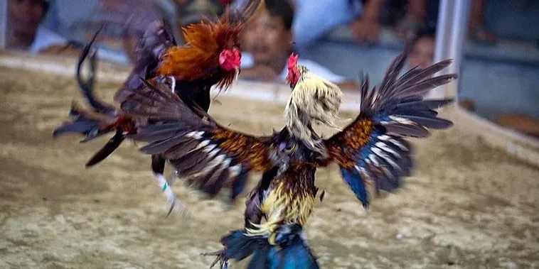 Hướng Dẫn Cách Chơi Đá Gà Sabong Tại K9Win Chuẩn Philippines